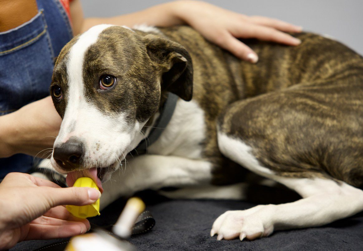 Image for Best Age to Spay or Neuter Your Pet