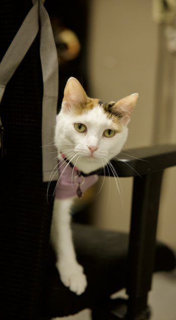 Cat in Heat: Signs and What to Do