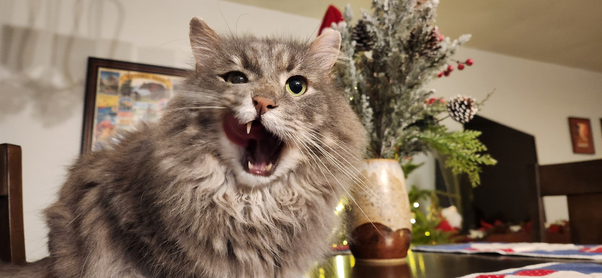 Image for 5 Common Myths About Spaying and Neutering — Debunked