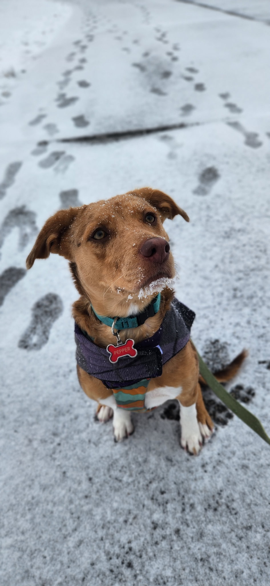 Image for Post-Surgery Care Guide: What to Expect After Spay or Neuter