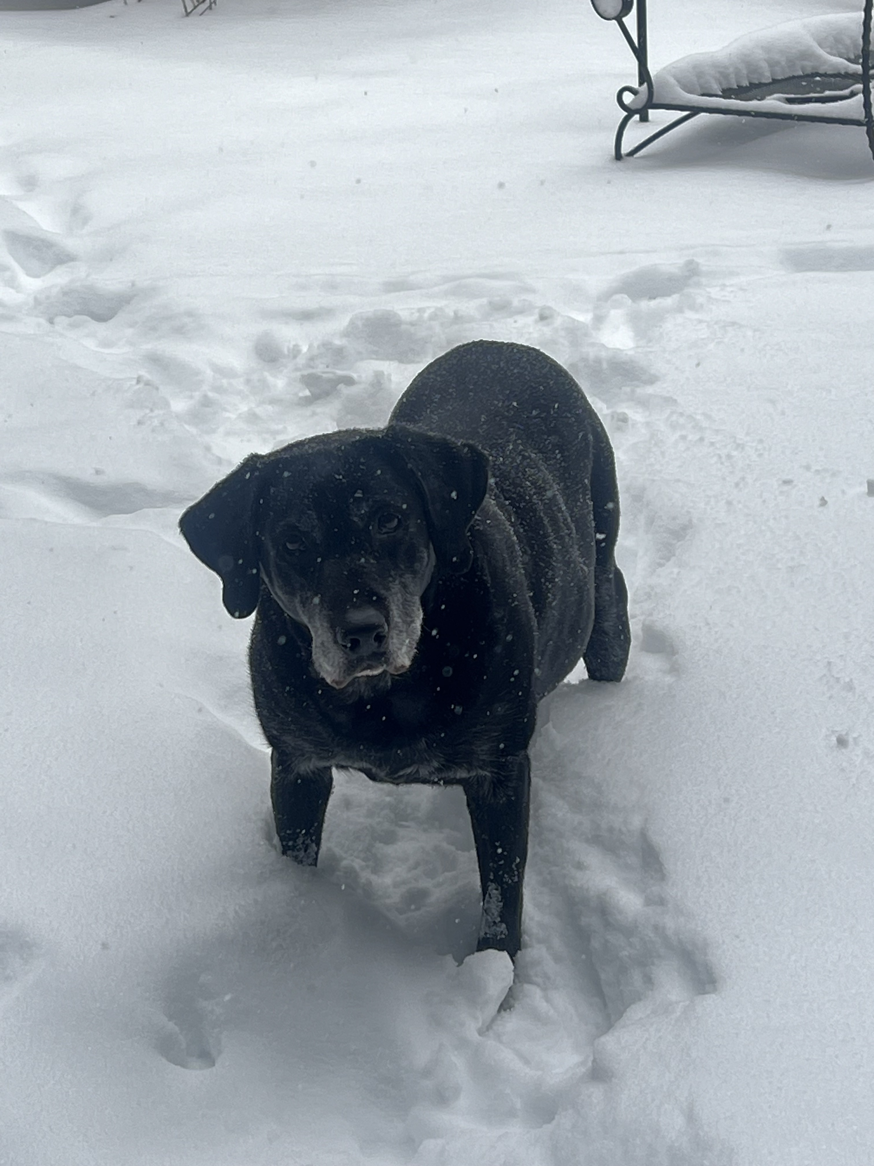 Image for TNR in Bloomington: A Complete Guide to Trap-Neuter-Return