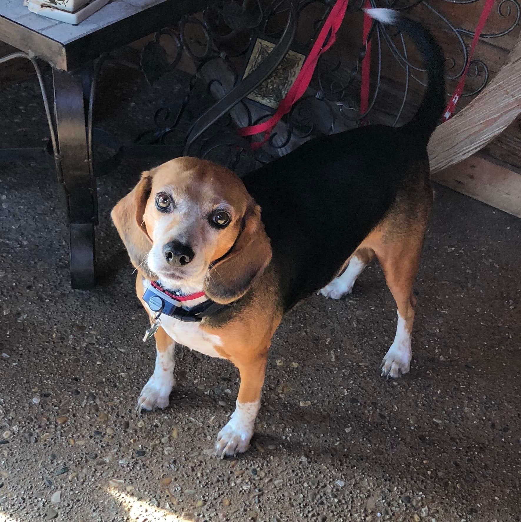 Image for Low-Cost Pet Care Resources in Bloomington, Indiana