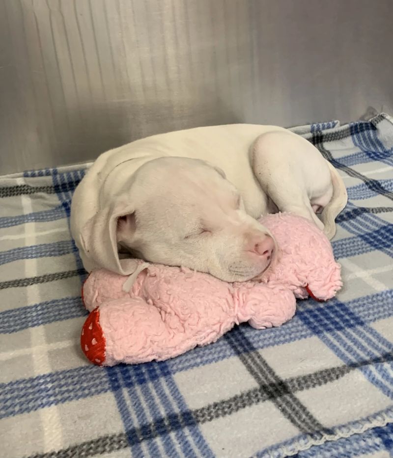 A white puppy sleeping peacefully on a plush toy in a recovery kennel after surgery