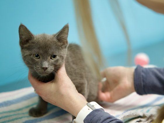 Photo of Pet Health Resources service
