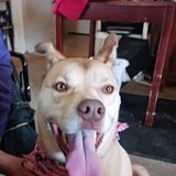 A happy tan dog grinning with her tongue out at home