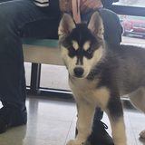 A husky puppy with bright blue eyes standing in the clinic lobby