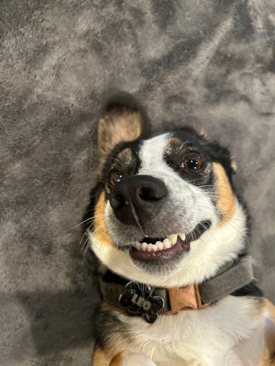 Leo, a grinning black-and-tan dog, smiling directly at the camera