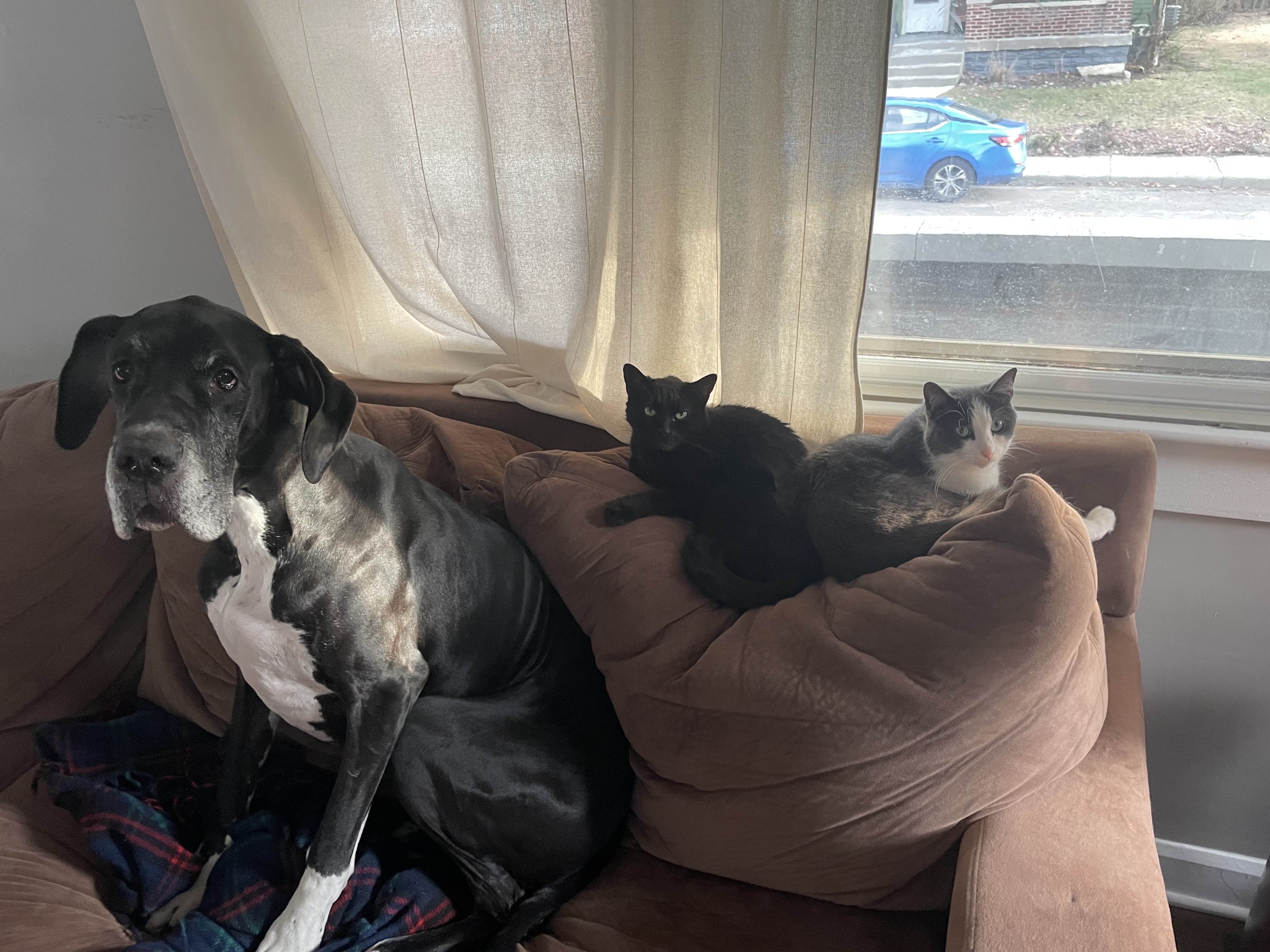 Photo of Spay & Neuter Surgery service