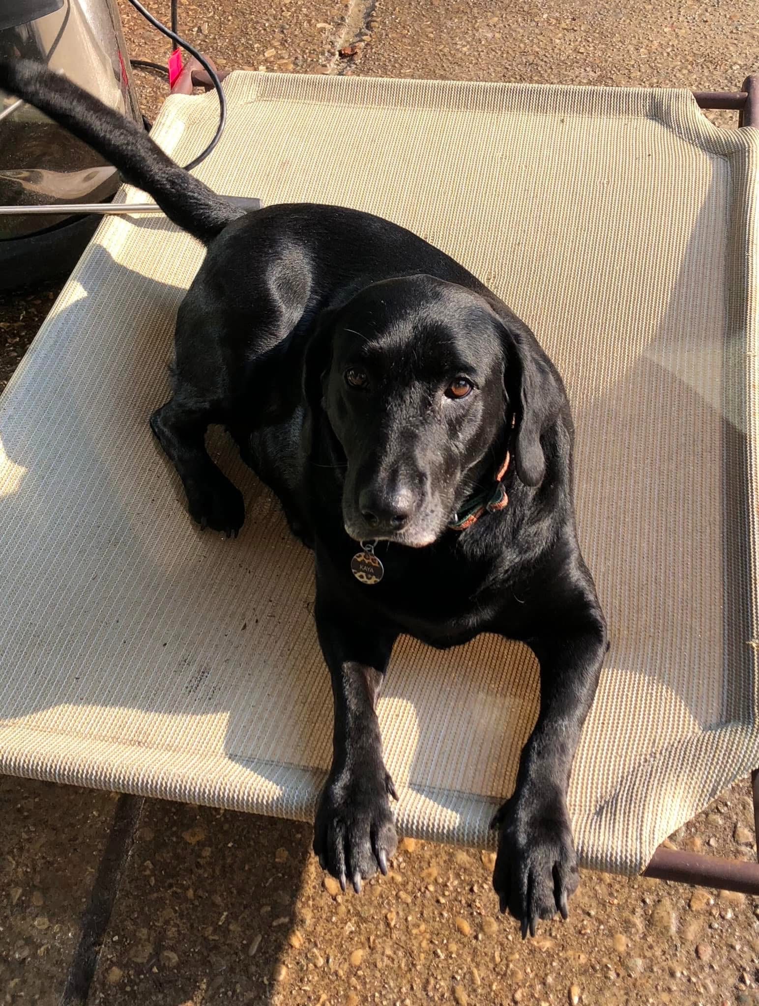 Pets Alive Indiana clinic