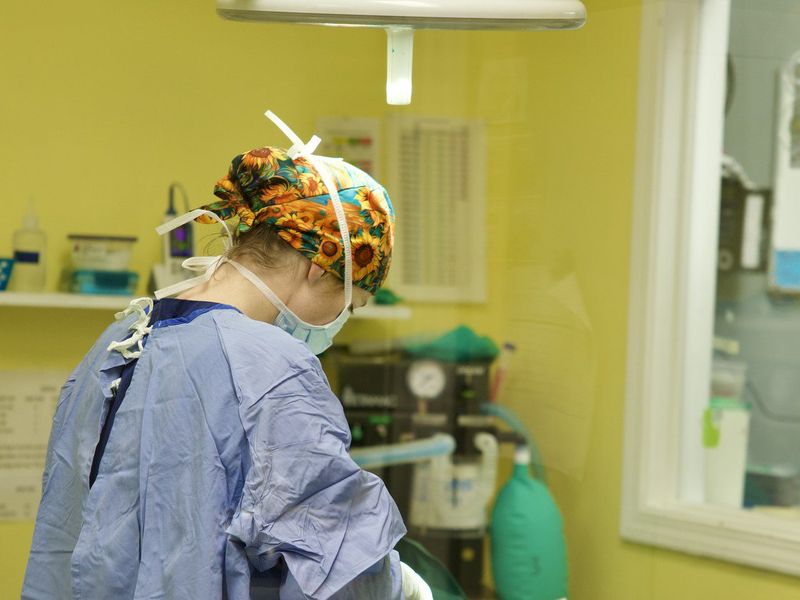 Photo of Spay & Neuter Surgery service