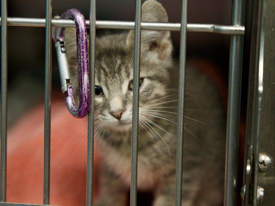 Photo of Feral Cat TNR Program service